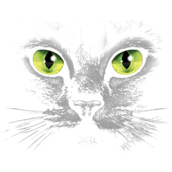 Eyes (Black Cat)- T- shirt